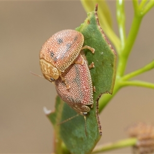 Paropsis atomaria at McKellar, ACT - 11 Nov 2024