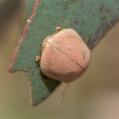 Paropsis atomaria at McKellar, ACT - 11 Nov 2024 01:02 PM