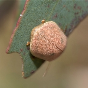 Paropsis atomaria at McKellar, ACT - 11 Nov 2024 01:02 PM