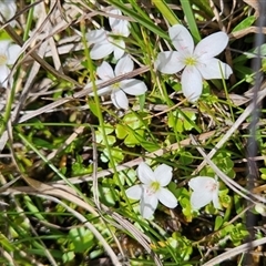 Montia australasica (White Purslane) at Cotter River, ACT - 16 Nov 2024 by BethanyDunne