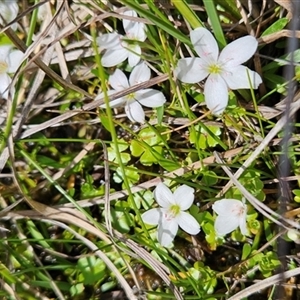 Montia australasica at Cotter River, ACT - 16 Nov 2024 11:37 AM