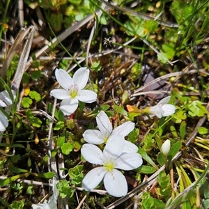 Montia australasica at Cotter River, ACT - 16 Nov 2024 11:37 AM