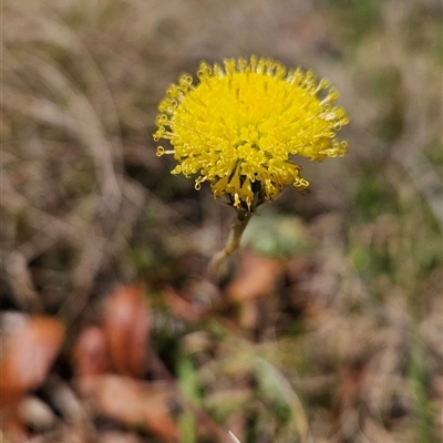 Leptorhynchos elongatus (Lanky Buttons) at Cotter River, ACT - 16 Nov 2024 by BethanyDunne