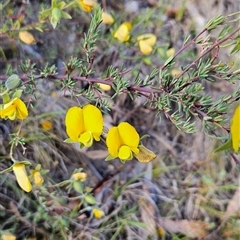 Gompholobium huegelii (pale wedge–pea) at Tennent, ACT - 16 Nov 2024 by BethanyDunne