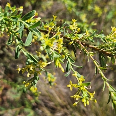 Pimelea pauciflora (Poison Rice Flower) at Tennent, ACT - 16 Nov 2024 by BethanyDunne