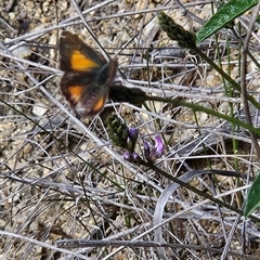 Paralucia aurifera (Bright Copper) at Tennent, ACT - 16 Nov 2024 by BethanyDunne