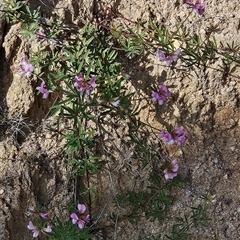 Lotus australis (Austral Trefoil) at Tennent, ACT - 16 Nov 2024 by BethanyDunne