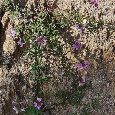 Lotus australis (Austral Trefoil) at Tennent, ACT - 15 Nov 2024 by BethanyDunne