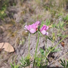 Lotus australis (Austral Trefoil) at Tennent, ACT - 16 Nov 2024 by BethanyDunne