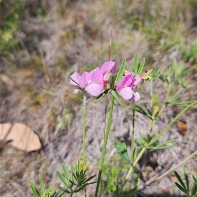 Lotus australis (Austral Trefoil) at Tennent, ACT - 16 Nov 2024 by BethanyDunne