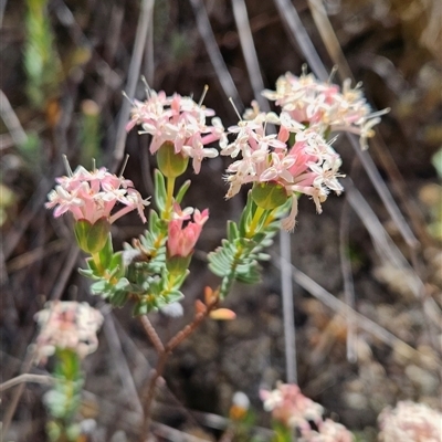 Pimelea linifolia subsp. caesia (Slender Rice Flower) at Tennent, ACT - 16 Nov 2024 by BethanyDunne