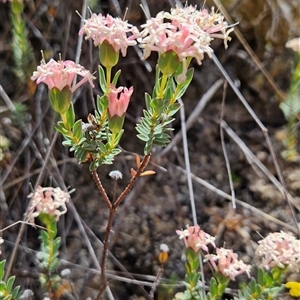 Pimelea linifolia subsp. caesia at Tennent, ACT - 16 Nov 2024