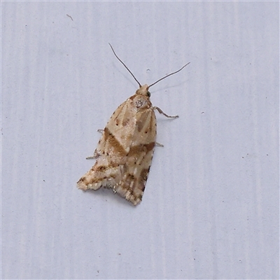 Merophyas divulsana (Lucerne Leafroller) at Turner, ACT - 11 Nov 2024 by ConBoekel