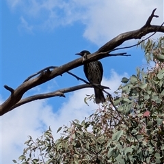 Oriolus sagittatus at Nicholls, ACT - 16 Nov 2024