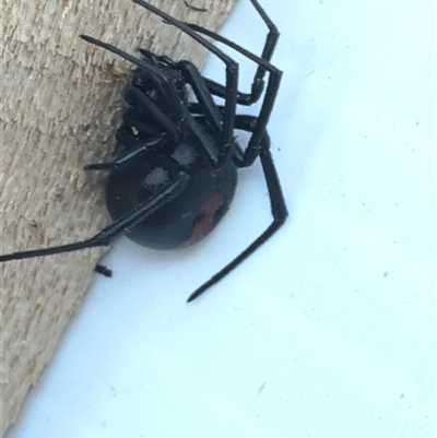 Latrodectus hasselti (Redback Spider) at Hughes, ACT - 16 Nov 2024 by dwise