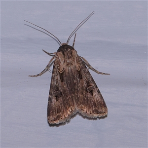 Agrotis munda at Turner, ACT - 11 Nov 2024 08:39 PM