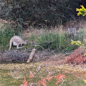 Macropus giganteus at Nicholls, ACT - 16 Nov 2024