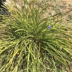 Lomandra multiflora (Many-flowered Matrush) at Franklin, ACT - 3 Nov 2024 by dwise