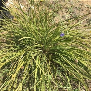 Lomandra multiflora at Franklin, ACT - 3 Nov 2024