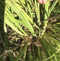 Lomandra multiflora at Franklin, ACT - 3 Nov 2024