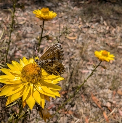 Neolucia agricola (Fringed Heath-blue) at Nicholls, ACT - 16 Nov 2024 by mroseby