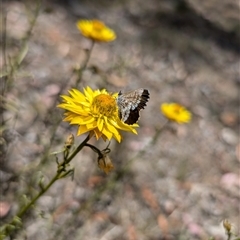 Neolucia agricola at Nicholls, ACT - 16 Nov 2024 02:43 PM