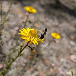 Neolucia agricola at Nicholls, ACT - 16 Nov 2024 02:43 PM