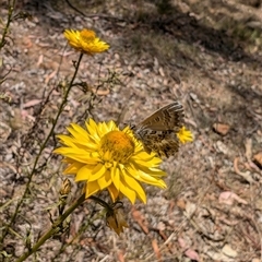 Neolucia agricola at Nicholls, ACT - 16 Nov 2024 02:43 PM