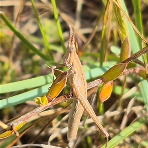 Keyacris scurra at Mount Fairy, NSW - 16 Nov 2024