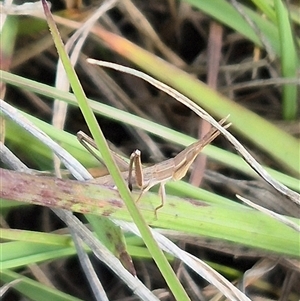 Keyacris scurra at Mount Fairy, NSW - 16 Nov 2024