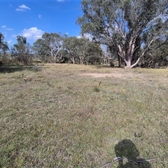 Keyacris scurra at Mount Fairy, NSW - 16 Nov 2024