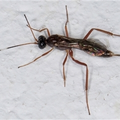 Ichneumonidae (family) (Unidentified ichneumon wasp) at Melba, ACT - 13 Nov 2024 by kasiaaus