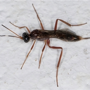 Ichneumonidae (family) at Melba, ACT - 13 Nov 2024 10:00 PM