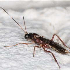 Ichneumonidae (family) at Melba, ACT - 13 Nov 2024 10:00 PM