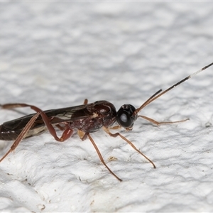 Ichneumonidae (family) at Melba, ACT - 13 Nov 2024 10:00 PM