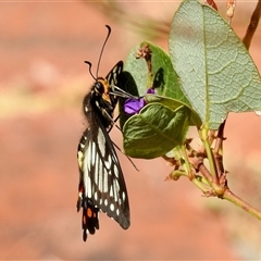 Papilio anactus (Dainty Swallowtail) at Aranda, ACT - 16 Nov 2024 by KMcCue