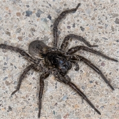 Lycosidae (family) (Wolf spider) at Melba, ACT - 13 Nov 2024 by kasiaaus