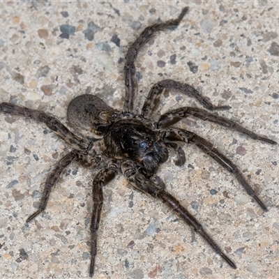 Lycosidae (family) (Unidentified wolf spider) at Melba, ACT - 13 Nov 2024 by kasiaaus