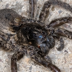 Lycosidae (family) at Melba, ACT - 13 Nov 2024 10:09 PM