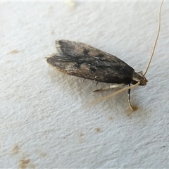 Achoria inopina (A Longhorned Moth (family Leciithoceridae)) at Belconnen, ACT - 16 Nov 2024 by JohnGiacon