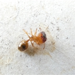 Pheidole sp. (genus) (Seed-harvesting ant) at Belconnen, ACT - 16 Nov 2024 by JohnGiacon