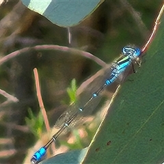 Austroagrion watsoni (Eastern Billabongfly) at Borough, NSW - 16 Nov 2024 by clarehoneydove