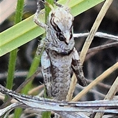 Gastrimargus musicus (Yellow-winged Locust or Grasshopper) at Mount Fairy, NSW - 16 Nov 2024 by clarehoneydove