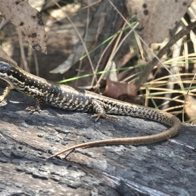 Eulamprus heatwolei (Yellow-bellied Water Skink) at Tharwa, ACT - 16 Nov 2024 by FeralGhostbat