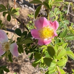 Rosa rubiginosa (Sweet Briar, Eglantine) at Denman Prospect, ACT - 15 Nov 2024 by Jennybach