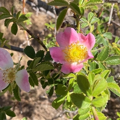 Rosa rubiginosa (Sweet Briar, Eglantine) at Denman Prospect, ACT - 15 Nov 2024 by Jennybach