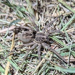 Tasmanicosa sp. (genus) (Unidentified Tasmanicosa wolf spider) at Kambah, ACT - 16 Nov 2024 by HelenCross