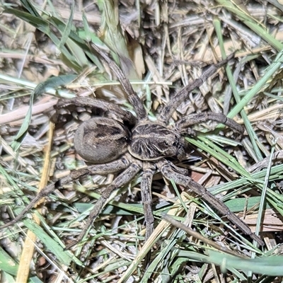 Tasmanicosa sp. (genus) (Unidentified Tasmanicosa wolf spider) at Kambah, ACT - 16 Nov 2024 by HelenCross