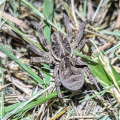 Tasmanicosa sp. (genus) at Kambah, ACT - 16 Nov 2024 08:48 PM