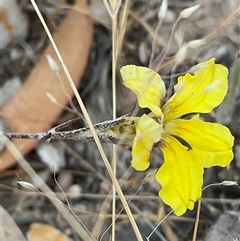 Goodenia hederacea subsp. hederacea (Ivy Goodenia, Forest Goodenia) at Denman Prospect, ACT - 15 Nov 2024 by Jennybach